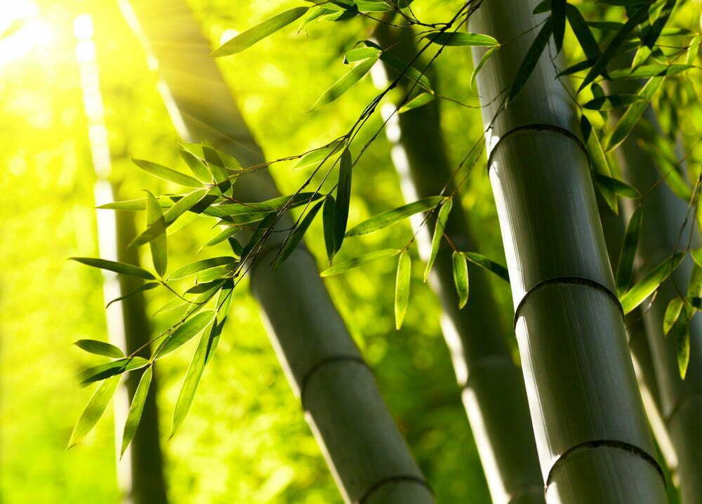 Bamboo A Sustainable, Eco-Friendly Plant For All Aspects Of Living