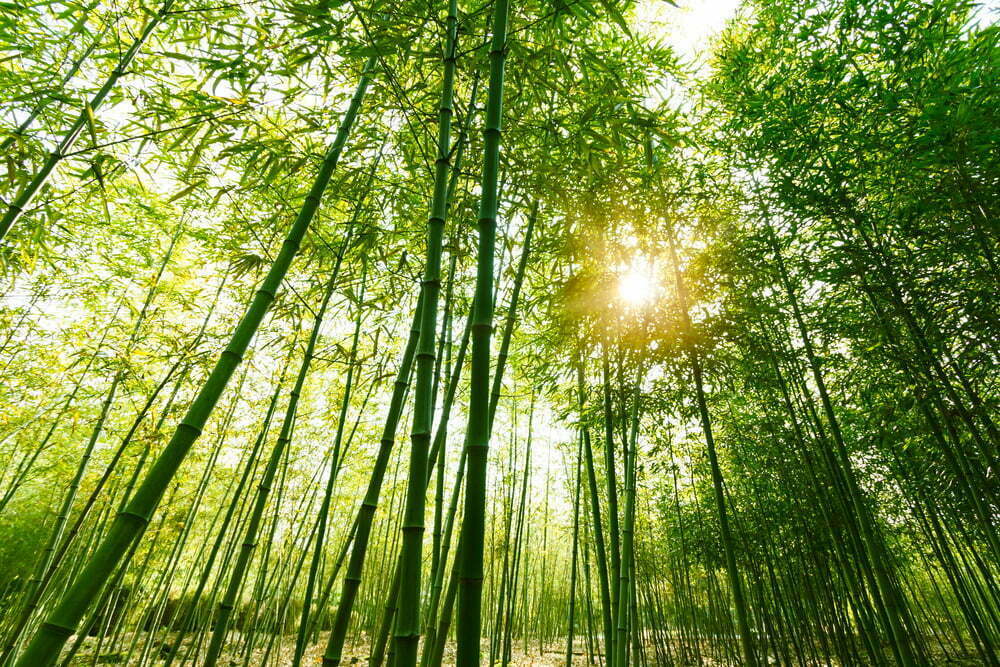 Bamboo Sustainability