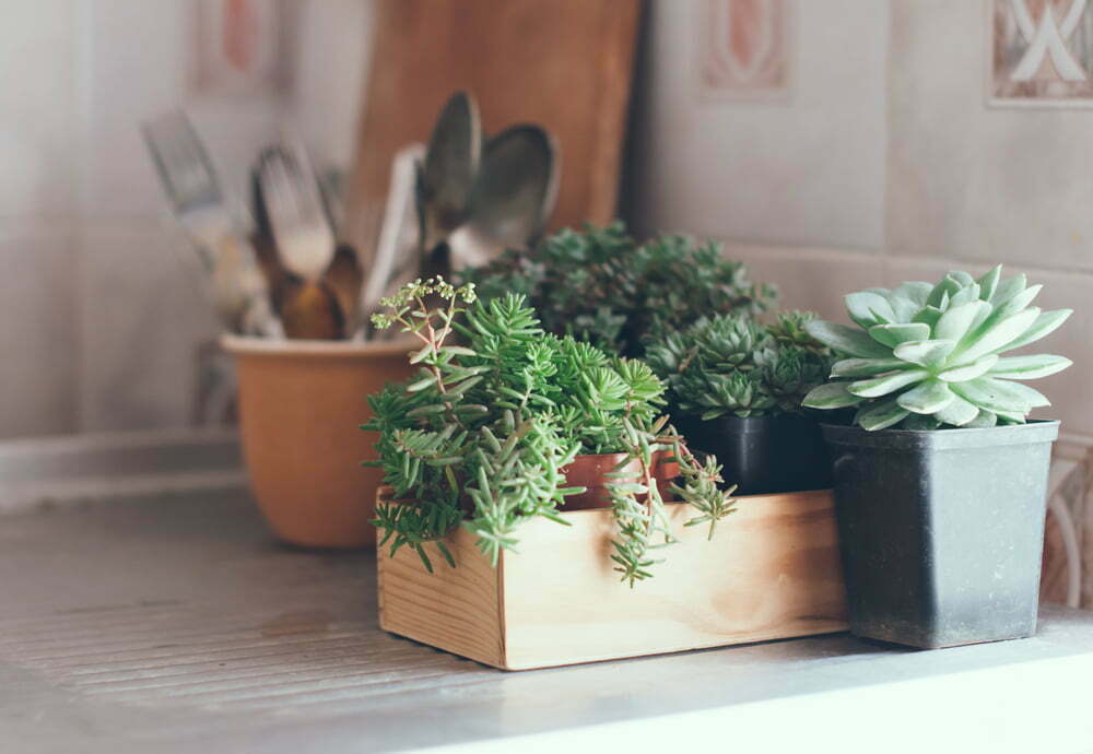 Spruce Up Your House With These House Plants